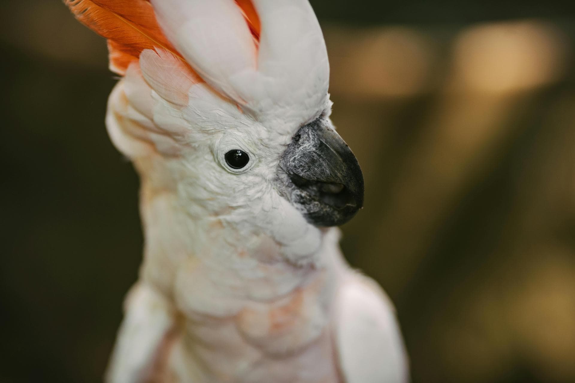 Farm & Large-Animal Vets near Las Vegas