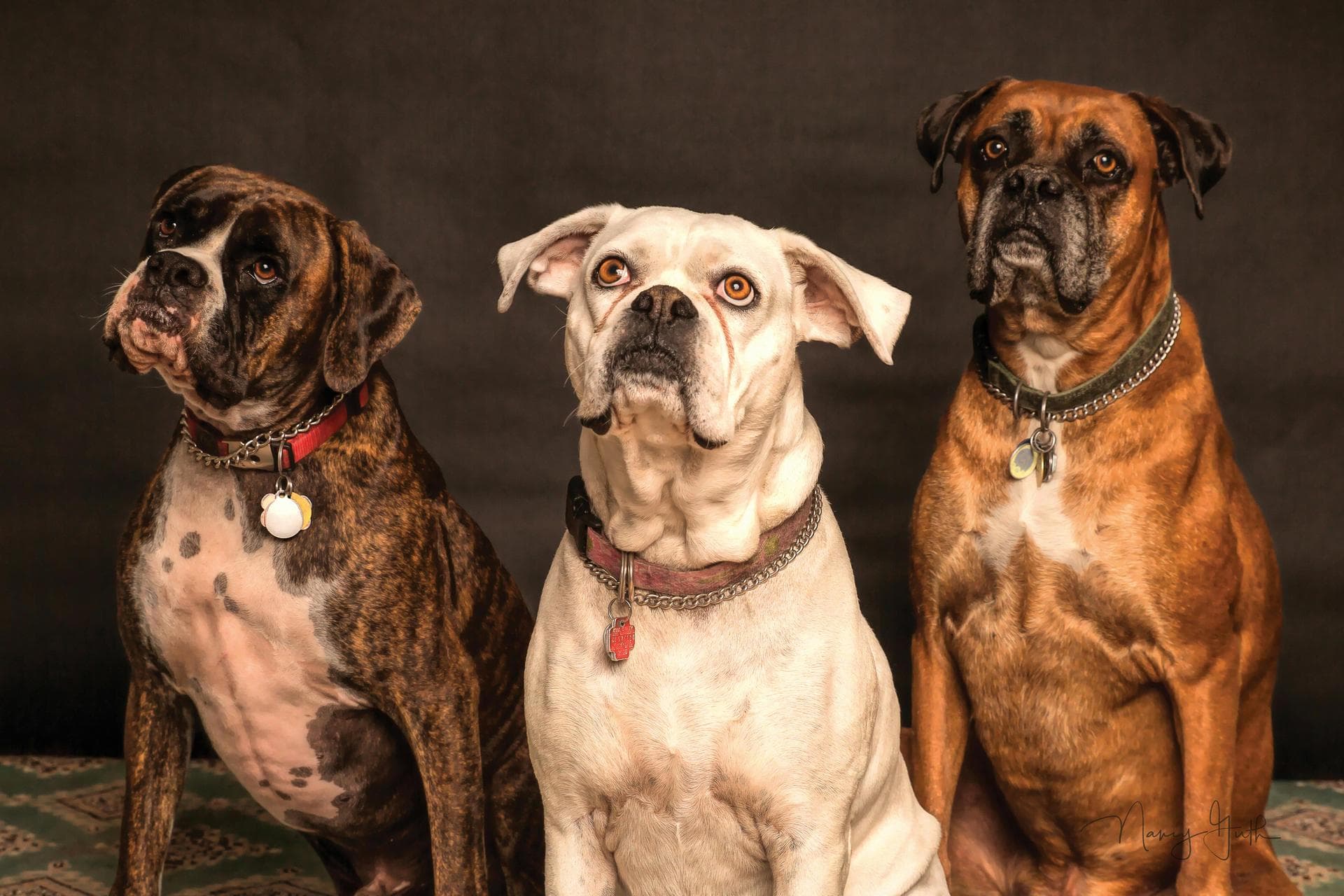 Dog & Cat Vets in Las Vegas