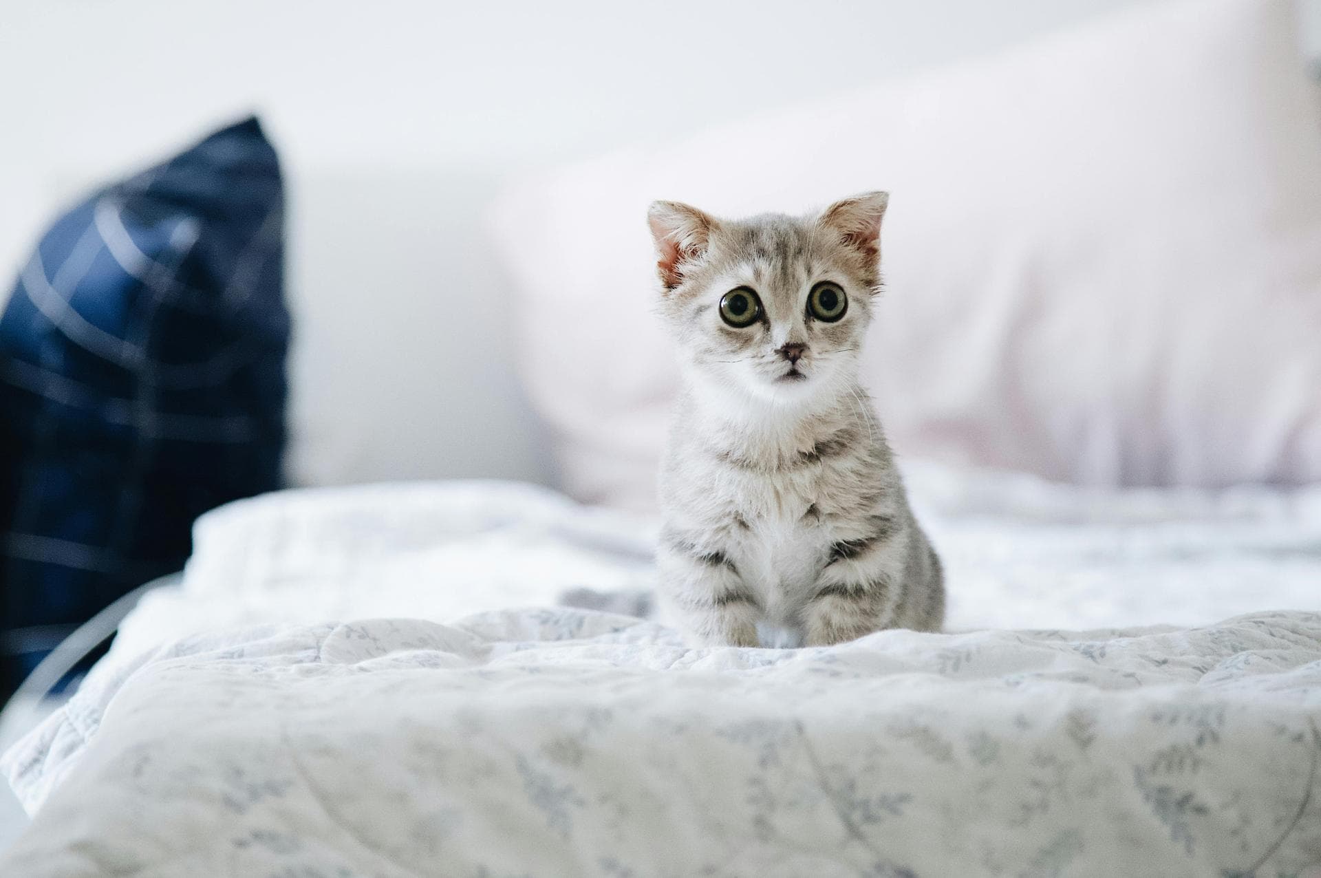 Dog & Cat Vets in Las Vegas
